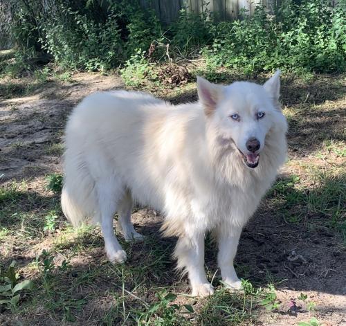 Kota, an adoptable Siberian Husky in Raleigh, NC, 27624 | Photo Image 2