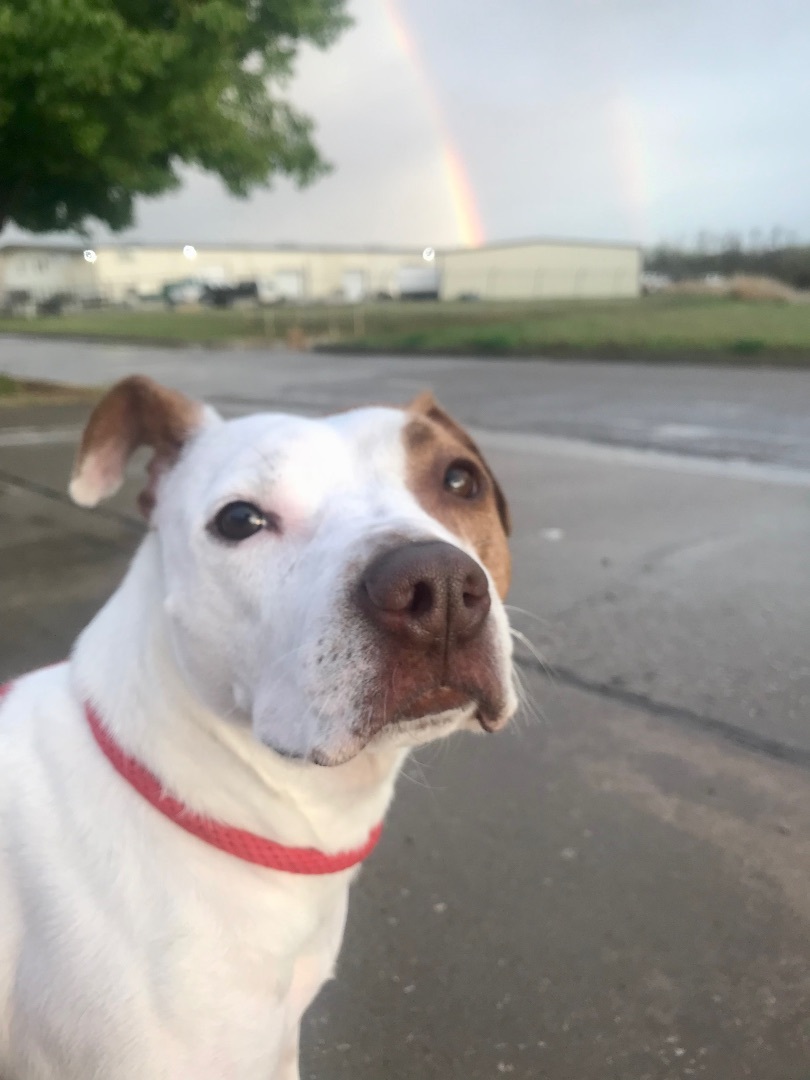 Jo Jo, an adoptable Pit Bull Terrier in Oklahoma City, OK, 73127 | Photo Image 6