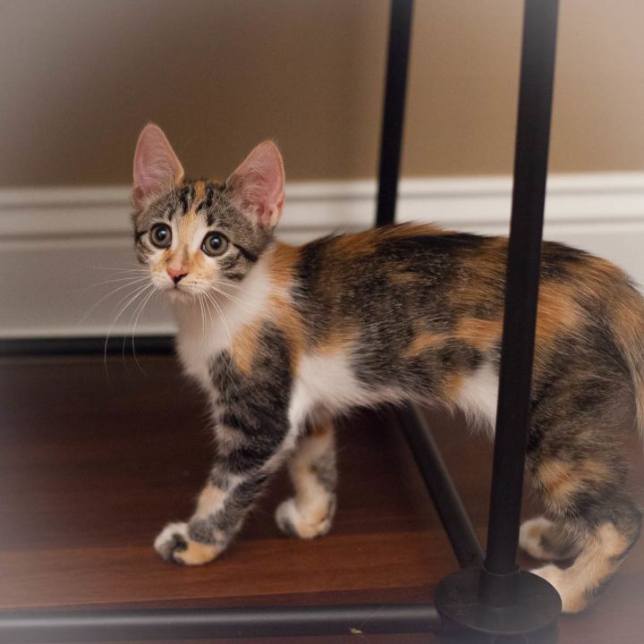 Annie, an adopted Calico & Domestic Short Hair Mix in Ponte Vedra, FL_image-3