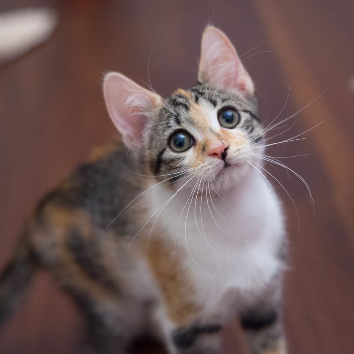 Annie, an adopted Calico & Domestic Short Hair Mix in Ponte Vedra, FL_image-5