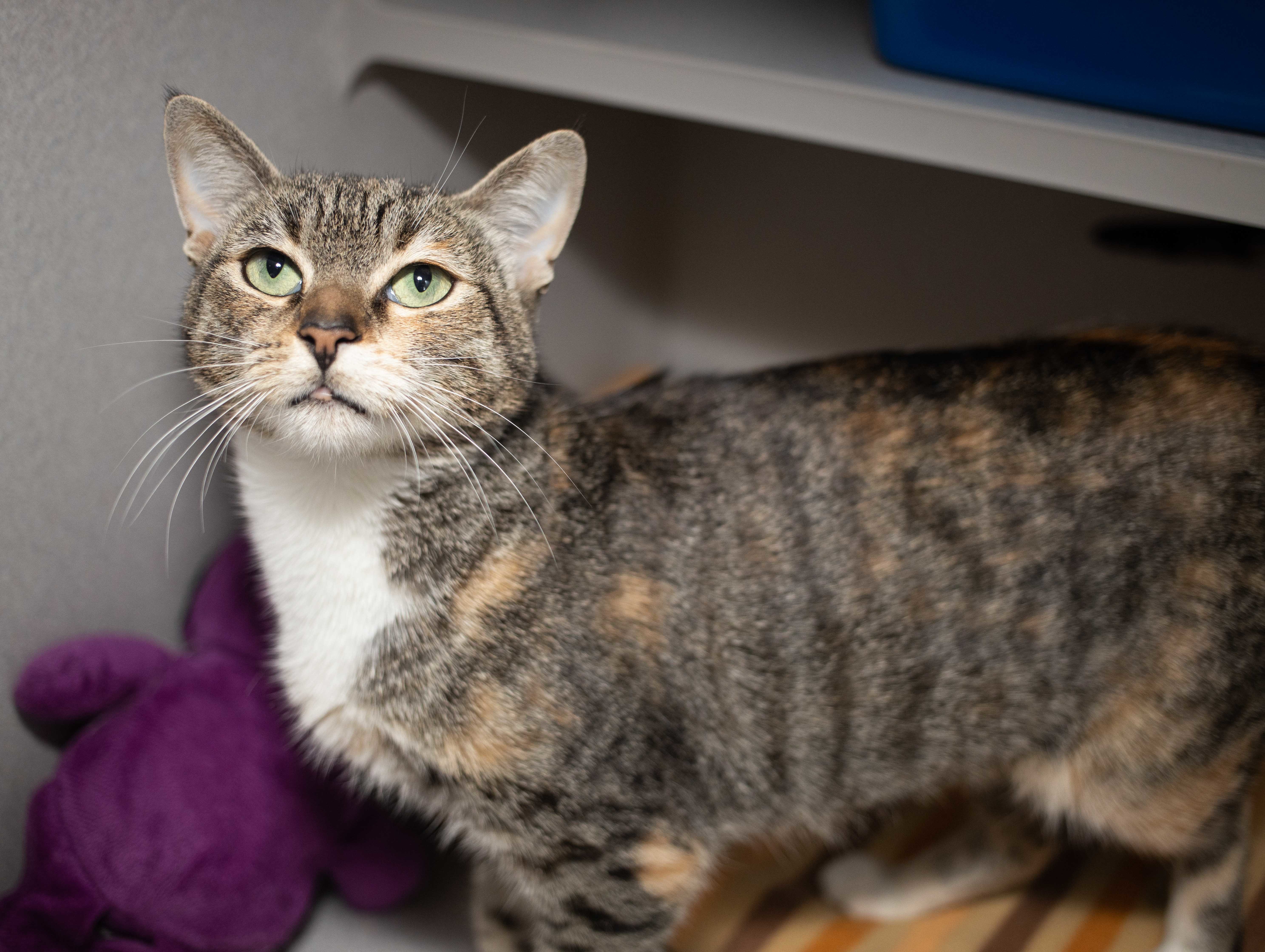 Cat for adoption - Shelby, a Calico & Tabby Mix in Los ...
