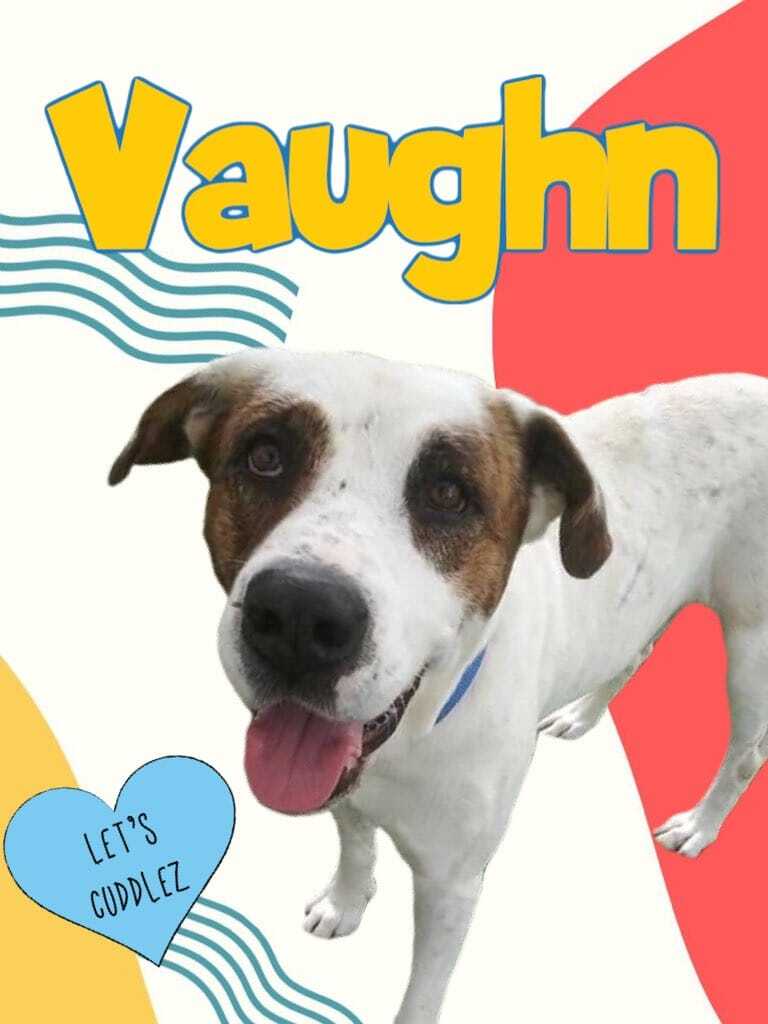 Vaughn, an adoptable American Bully in Oakland Park, FL, 33334 | Photo Image 5