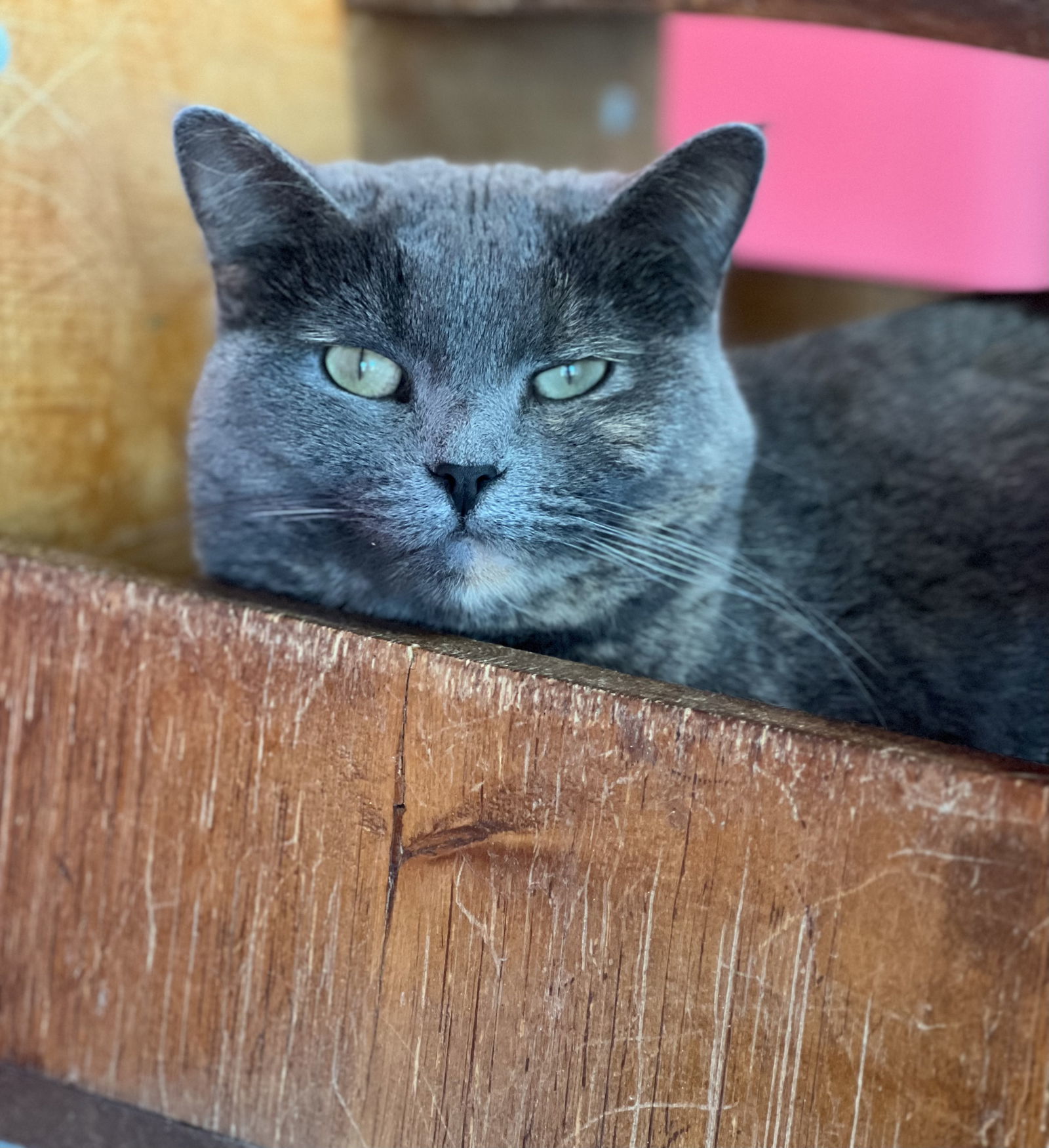 Elle, an adoptable Domestic Short Hair in Estherville, IA, 51334 | Photo Image 1