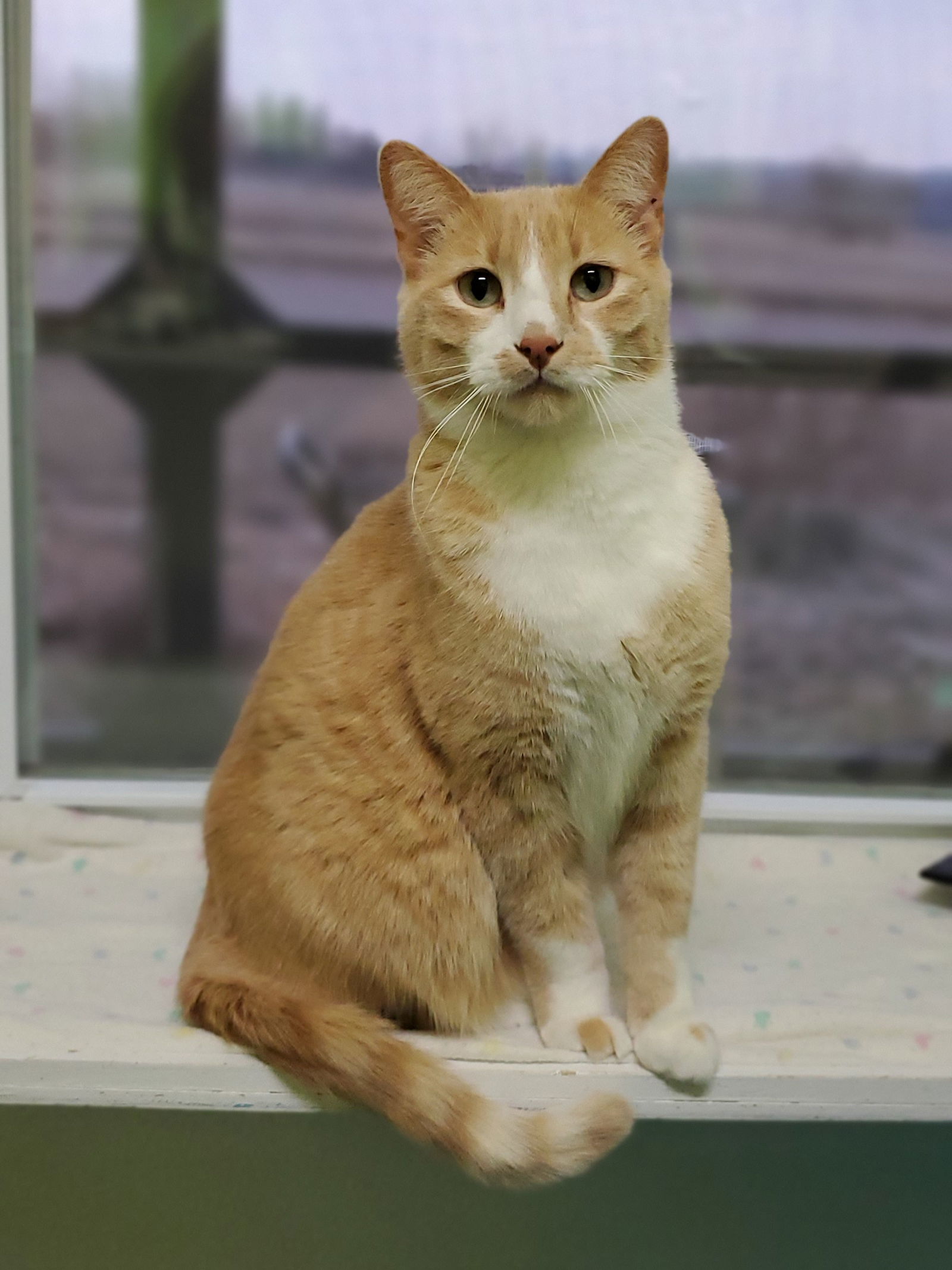 Teddy, an adoptable Domestic Short Hair in Estherville, IA, 51334 | Photo Image 1