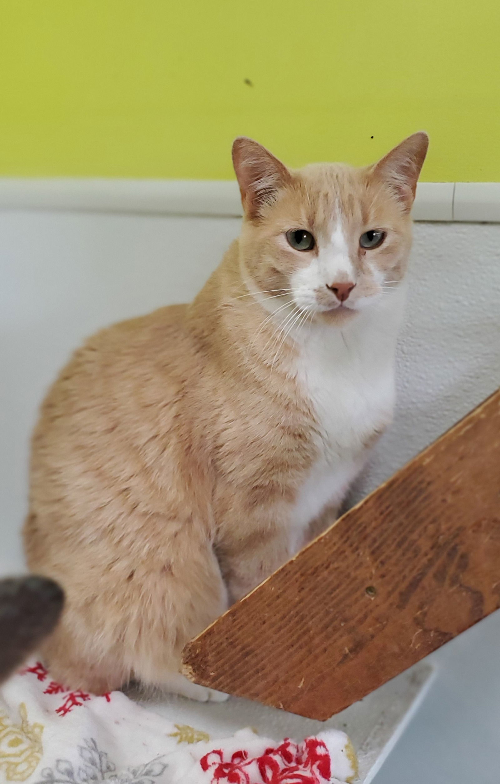 Teddy, an adoptable Domestic Short Hair in Estherville, IA, 51334 | Photo Image 2