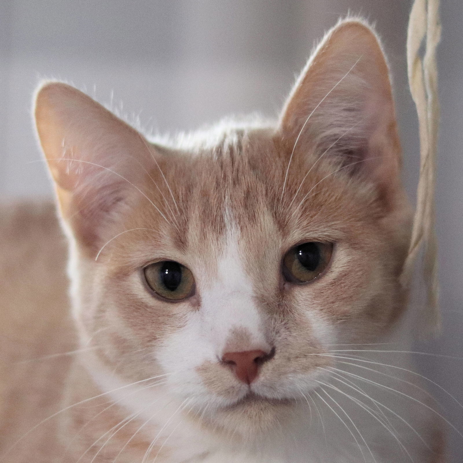 Teddy, an adoptable Domestic Short Hair in Estherville, IA, 51334 | Photo Image 3