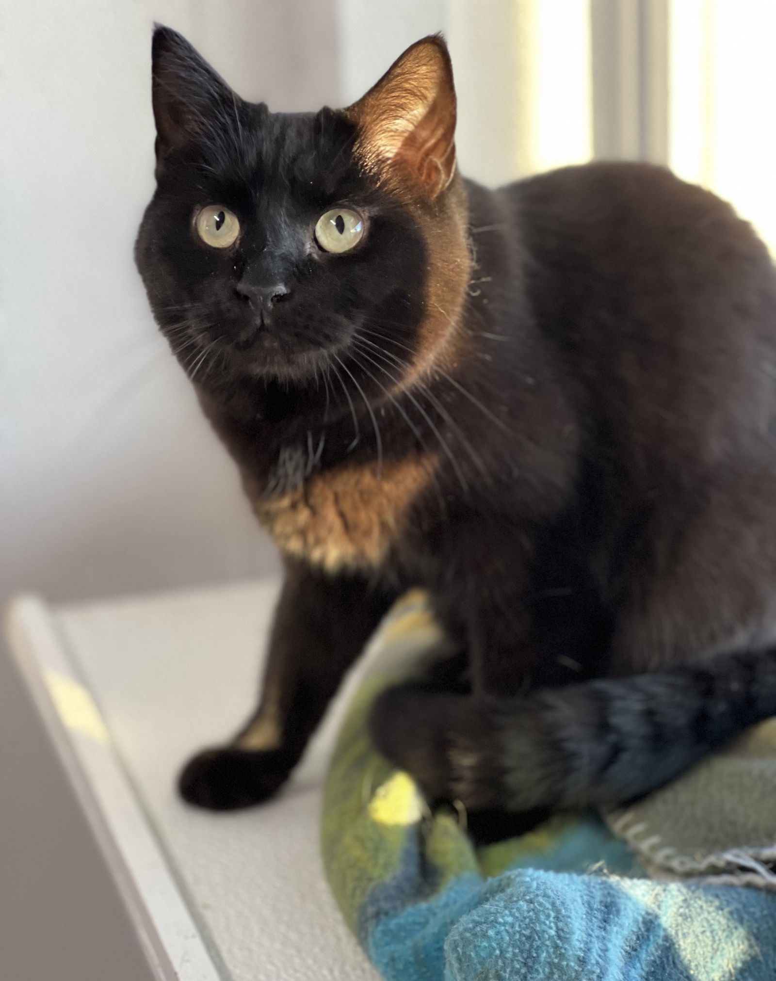 Rainbow, an adoptable Domestic Short Hair in Estherville, IA, 51334 | Photo Image 3