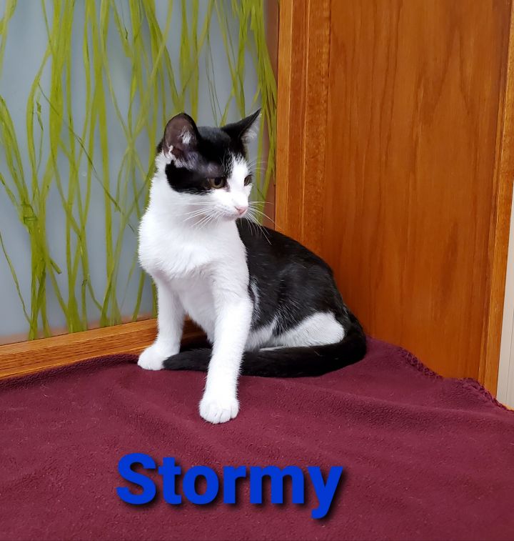 Stormy 1