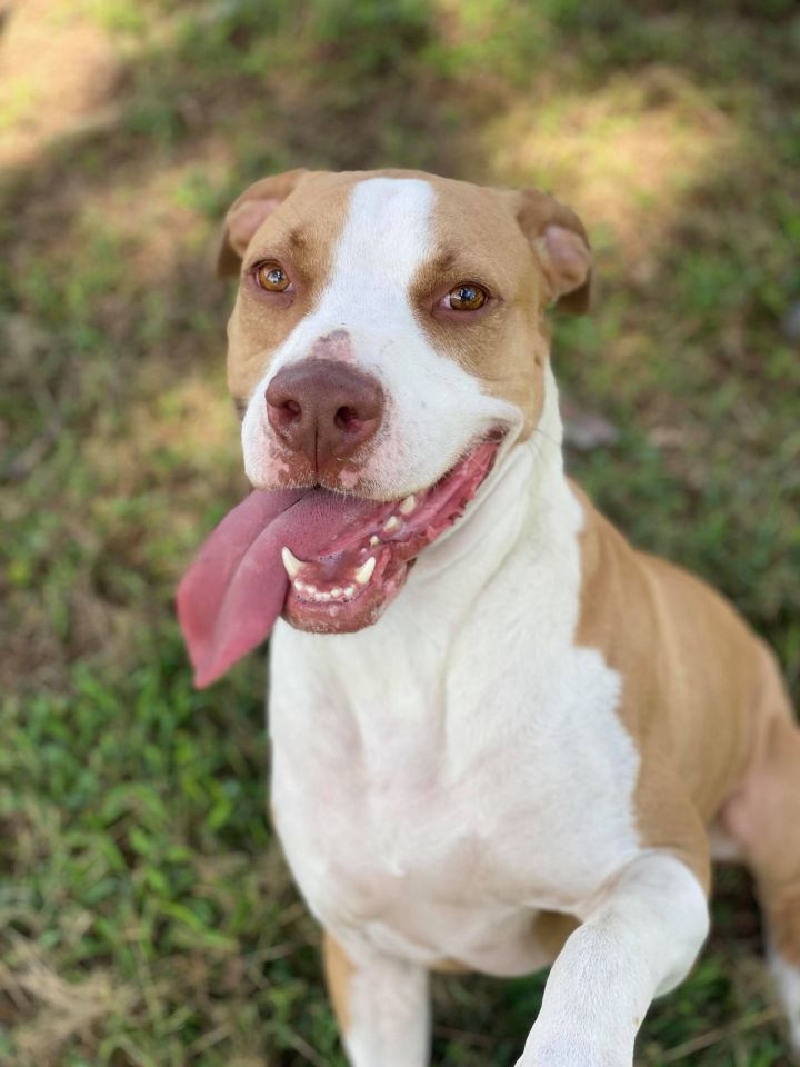 33+ Amstaff Boxer Mix Photos