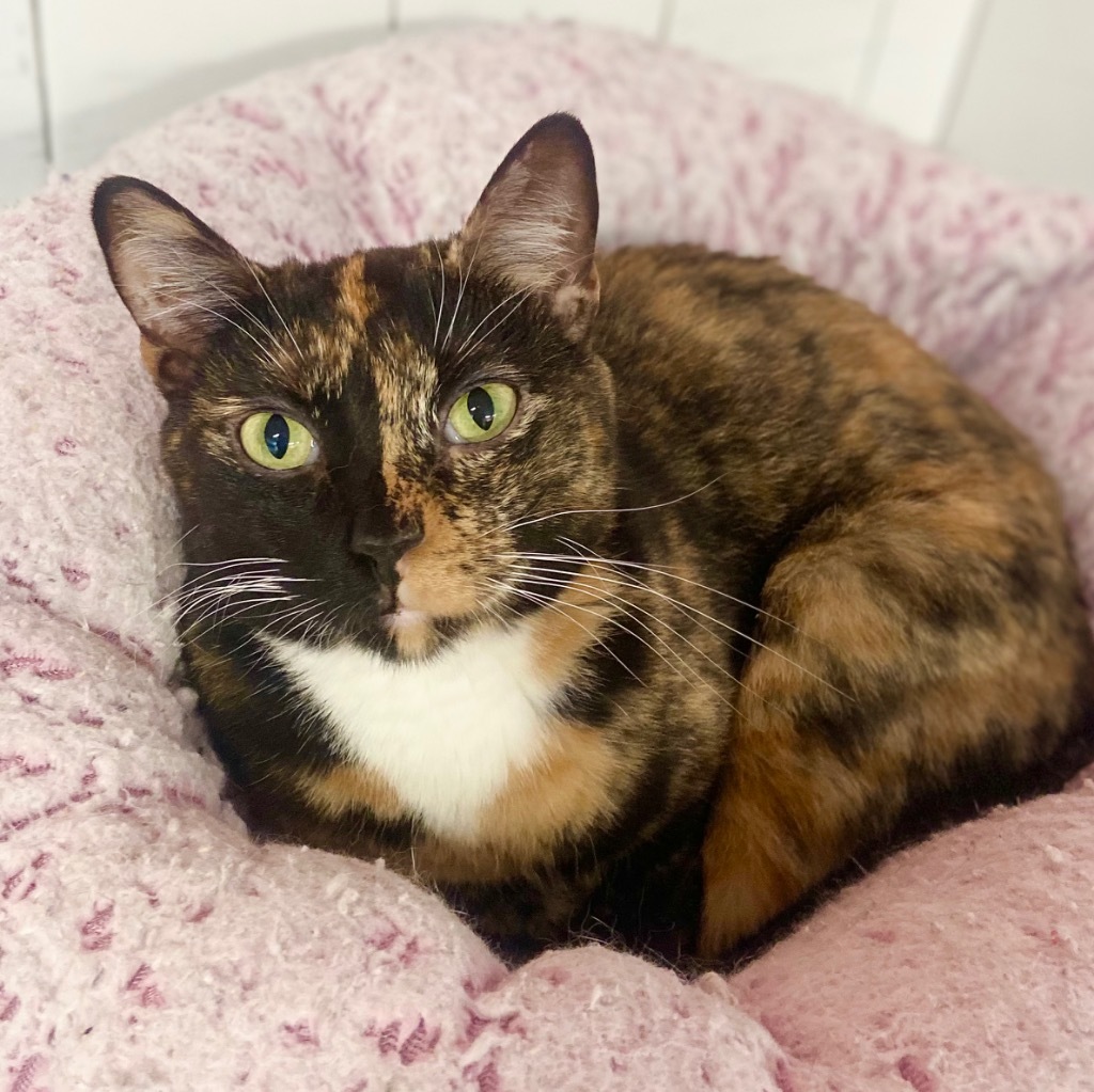 June Bug, an adoptable Tortoiseshell in Fort Lauderdale, FL, 33304 | Photo Image 1