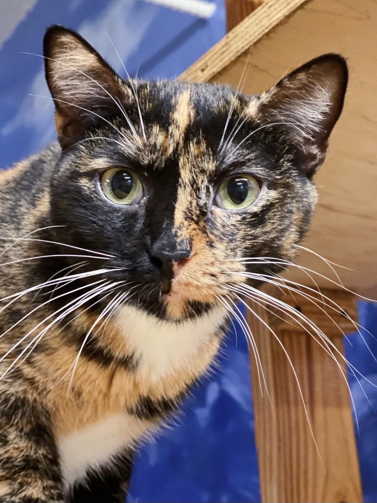 June Bug, an adoptable Tortoiseshell in Fort Lauderdale, FL, 33304 | Photo Image 2