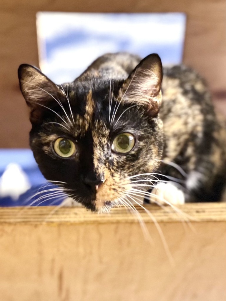 June Bug, an adoptable Tortoiseshell in Fort Lauderdale, FL, 33304 | Photo Image 3