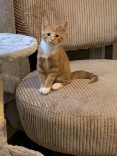 Daisy (kitten) - adoption pending!