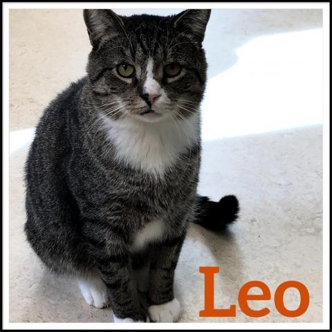 Leo, an adoptable Domestic Short Hair in Camden, ME, 04843 | Photo Image 1