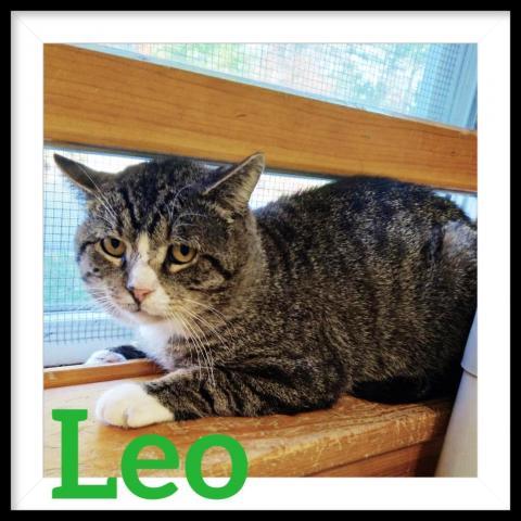 Leo, an adoptable Domestic Short Hair in Camden, ME, 04843 | Photo Image 2