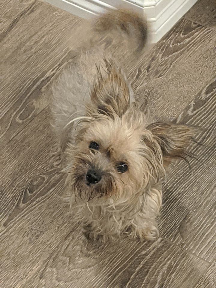 Gigi, an adopted Yorkshire Terrier & Cairn Terrier Mix in Spring, TX_image-1