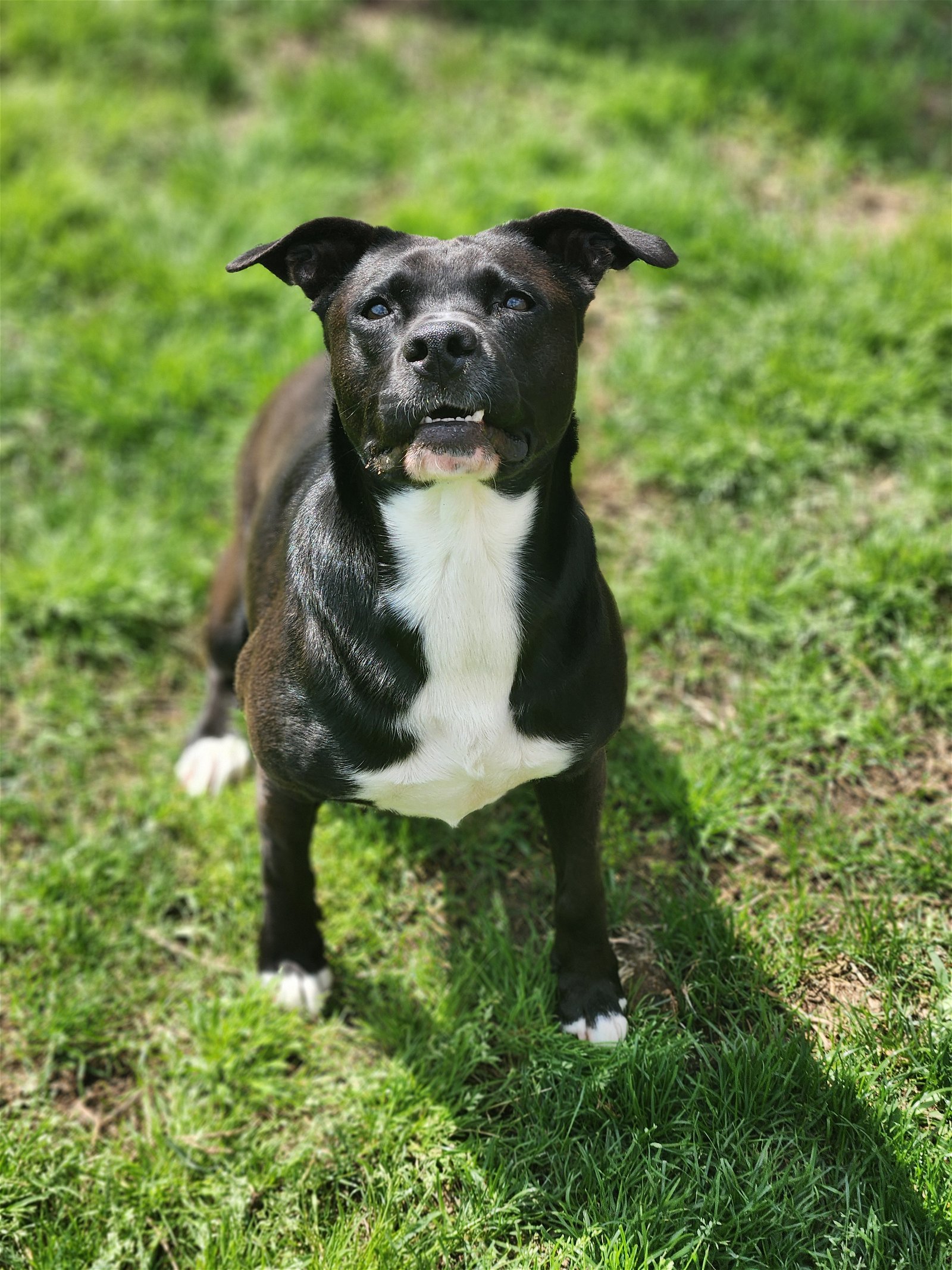 Ember, an adoptable American Staffordshire Terrier in Rosenberg, TX, 77471 | Photo Image 3
