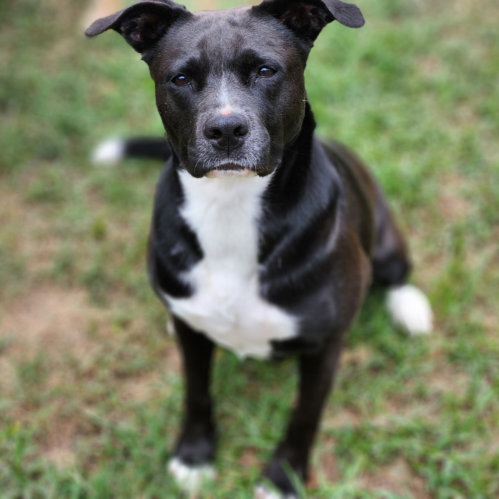 Ember, an adoptable American Staffordshire Terrier in Rosenberg, TX, 77471 | Photo Image 3