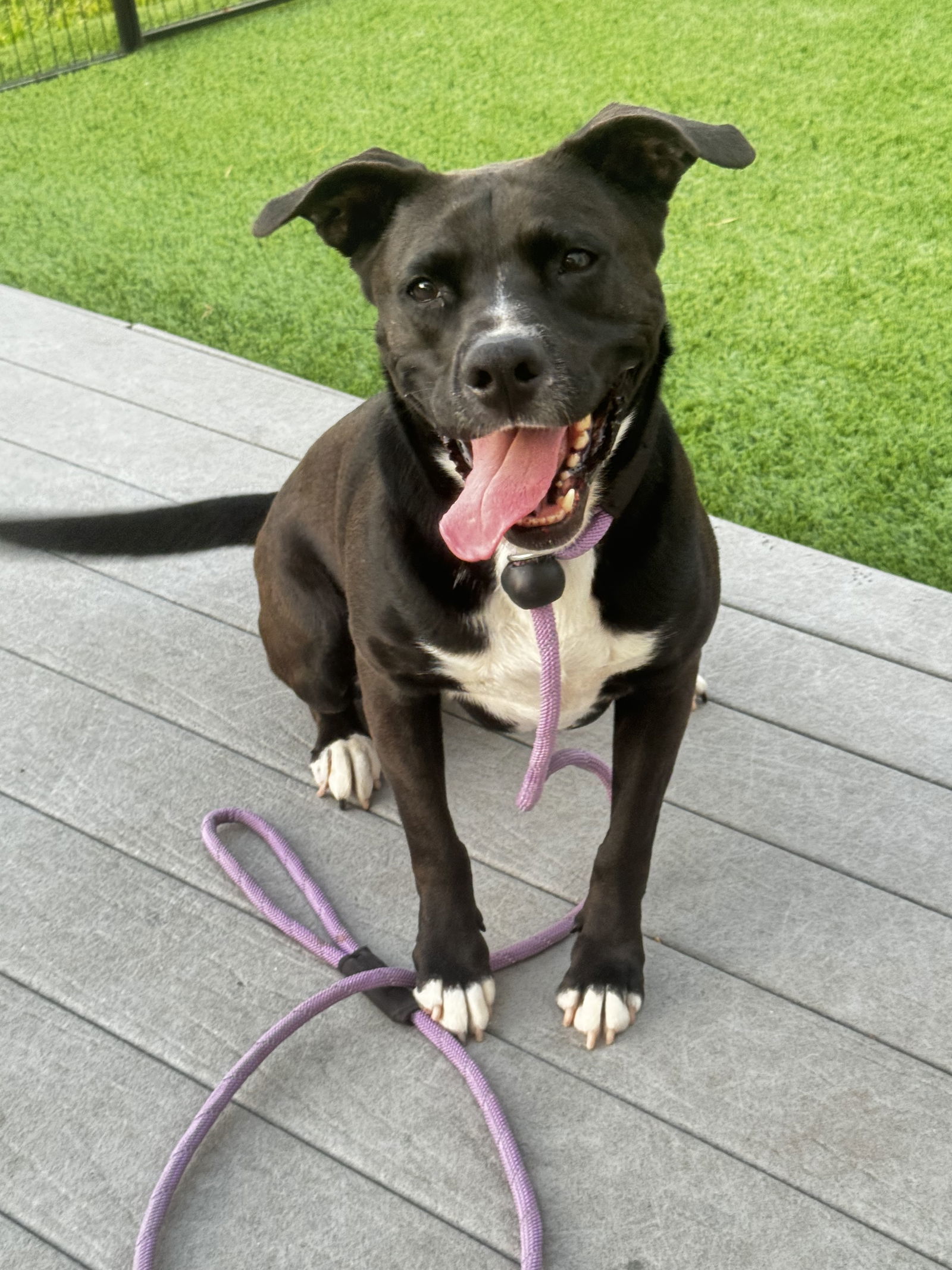 Ember, an adoptable American Staffordshire Terrier in Rosenberg, TX, 77471 | Photo Image 3