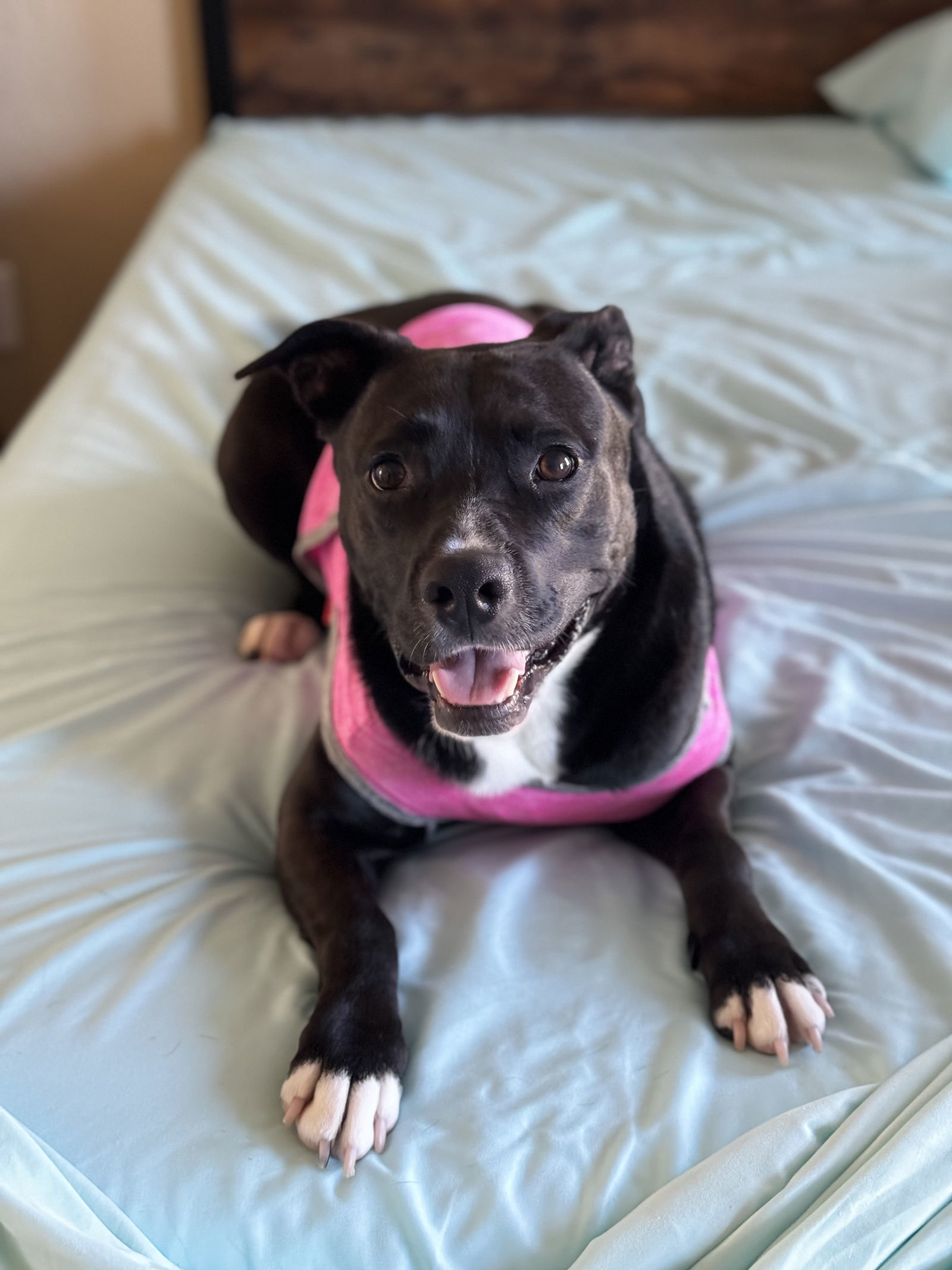Ember, an adoptable American Staffordshire Terrier in Rosenberg, TX, 77471 | Photo Image 3