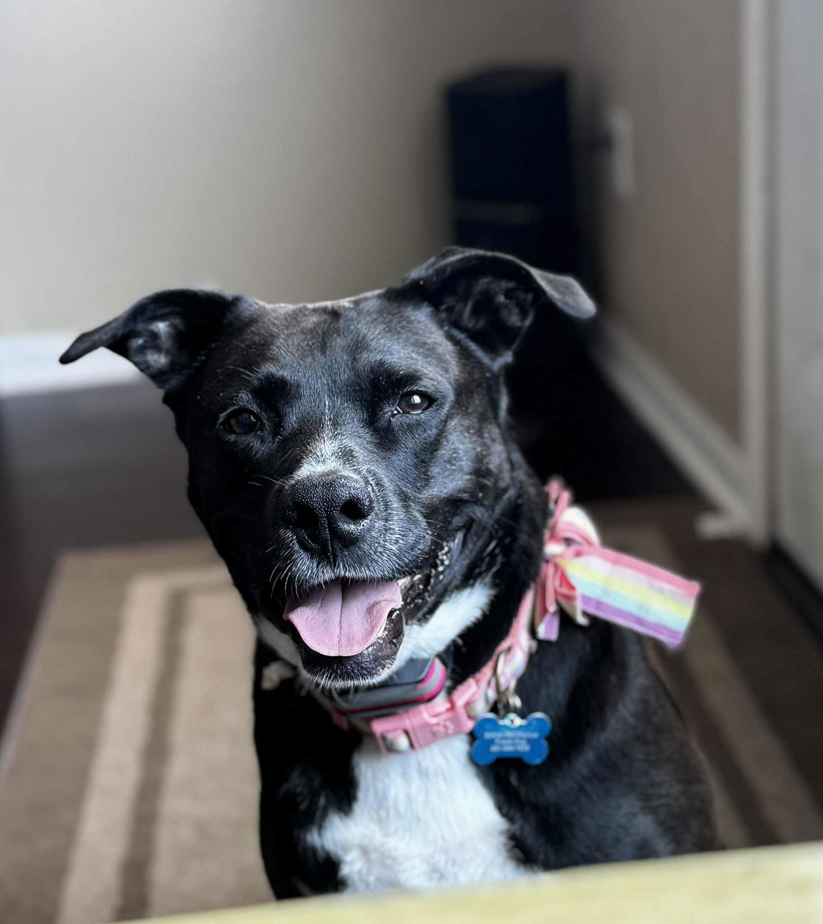 Ember, an adoptable American Staffordshire Terrier in Rosenberg, TX, 77471 | Photo Image 3