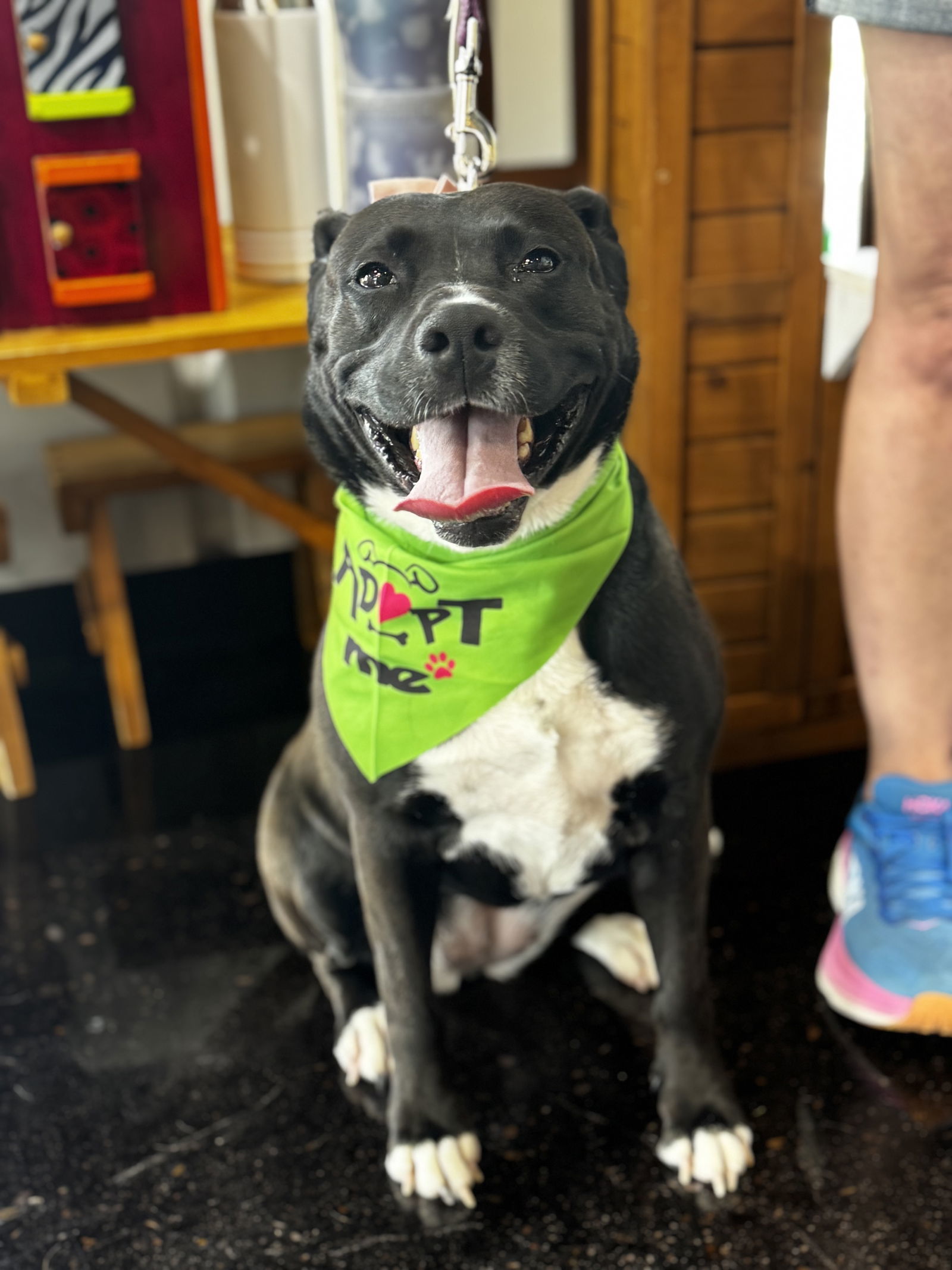 Ember, an adoptable American Staffordshire Terrier in Rosenberg, TX, 77471 | Photo Image 3