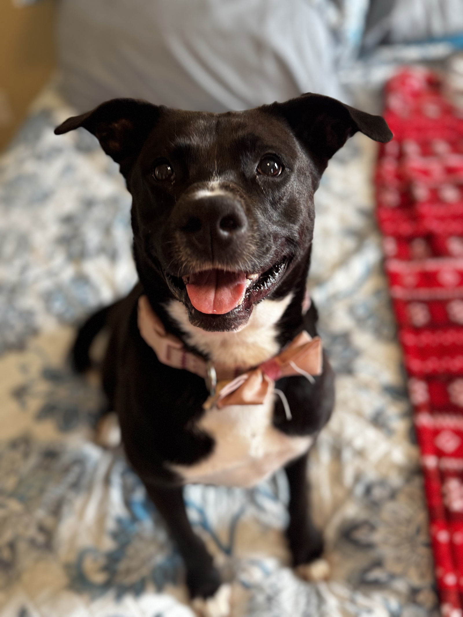 Ember, an adoptable American Staffordshire Terrier in Rosenberg, TX, 77471 | Photo Image 3