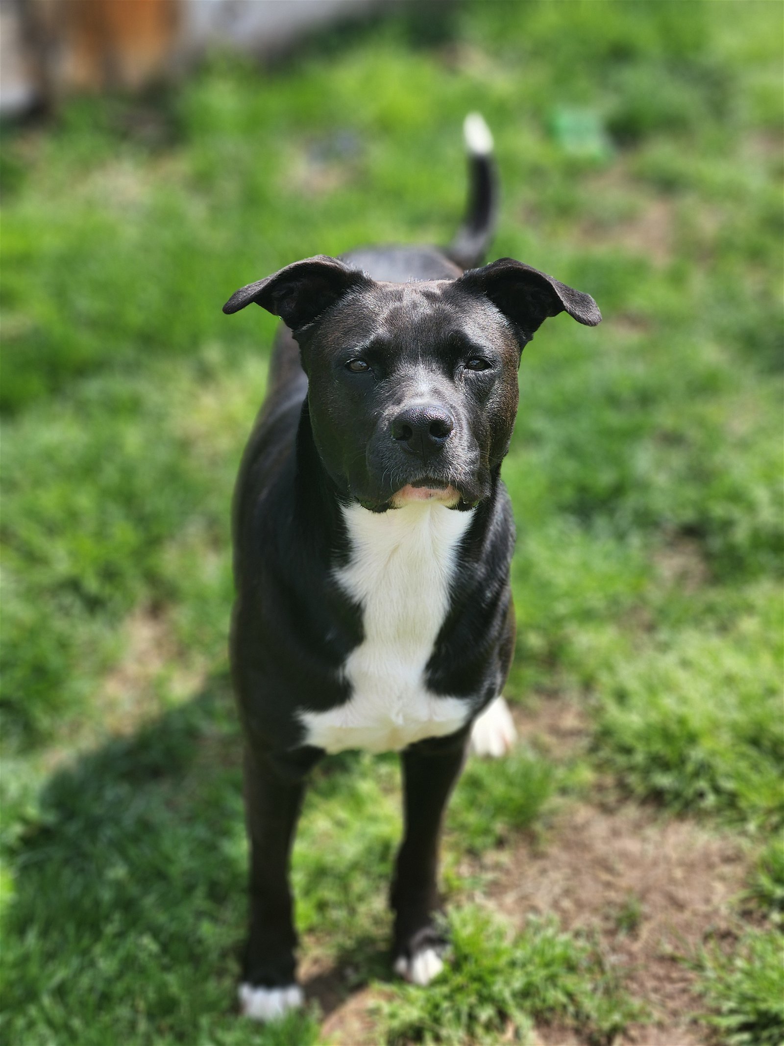 Ember, an adoptable American Staffordshire Terrier in Rosenberg, TX, 77471 | Photo Image 3