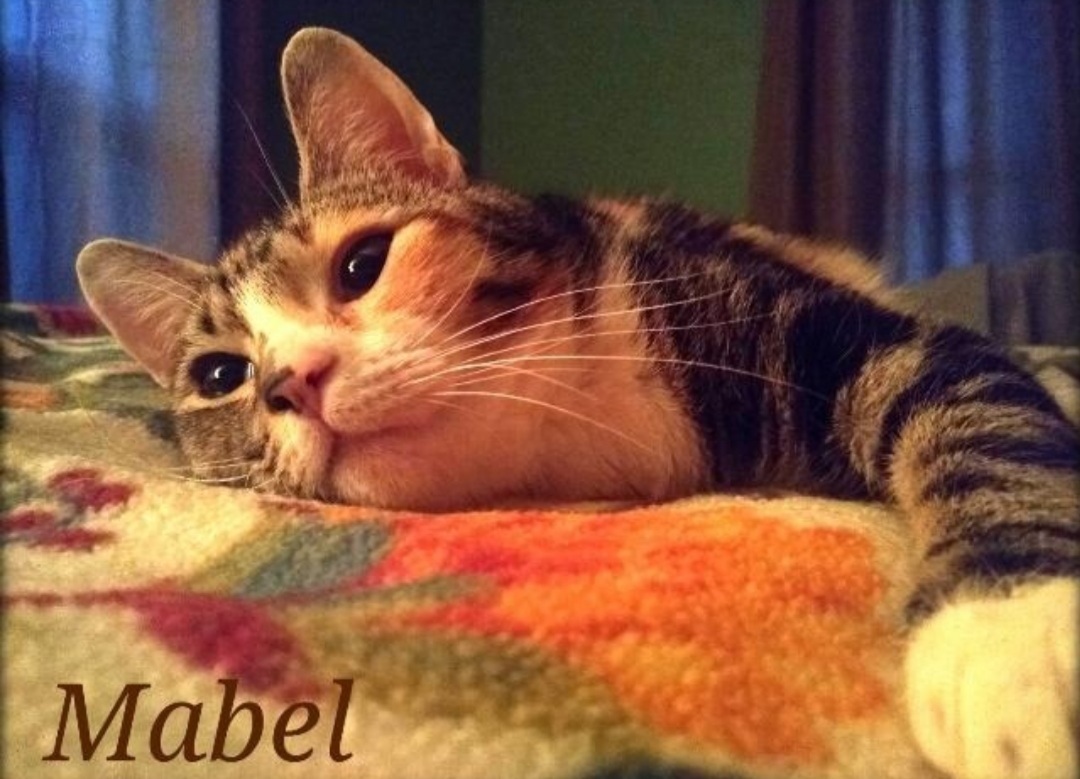 Mabel, an adoptable Domestic Short Hair in Camp Hill, PA, 17001 | Photo Image 1