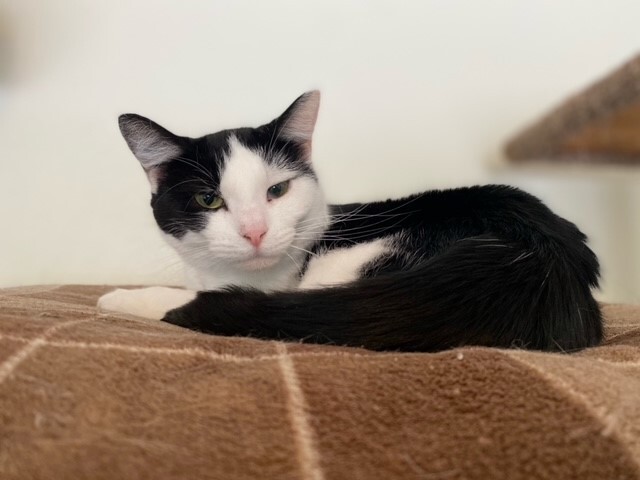 Miley, an adoptable Domestic Short Hair in Centralia, IL, 62801 | Photo Image 4
