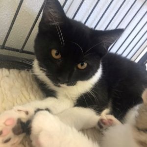 Cat For Adoption Maleficent A Domestic Long Hair In Centralia Il Petfinder