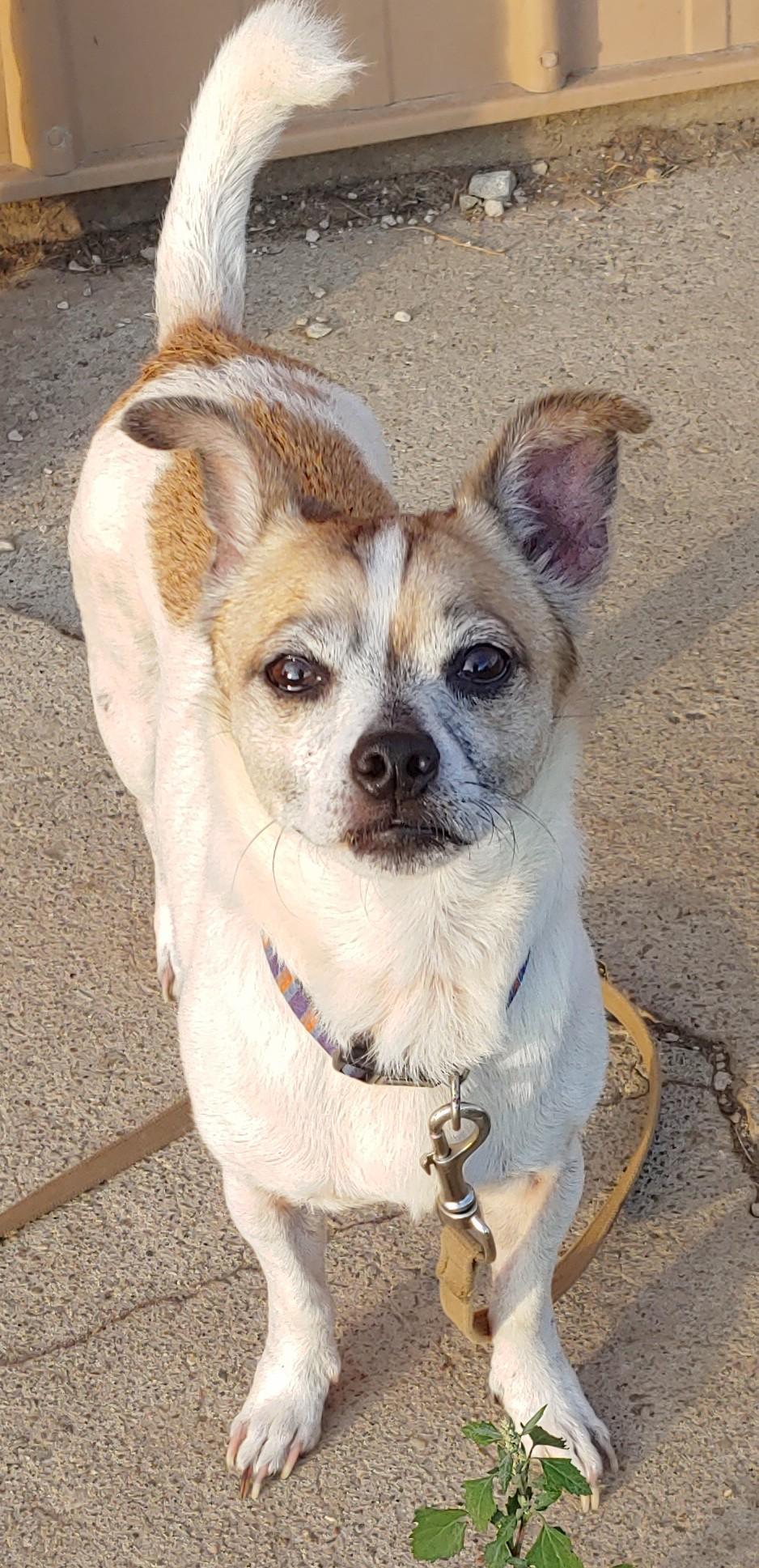 Buddy, an adoptable Jack Russell Terrier, Terrier in Oberlin, OH, 44074 | Photo Image 2