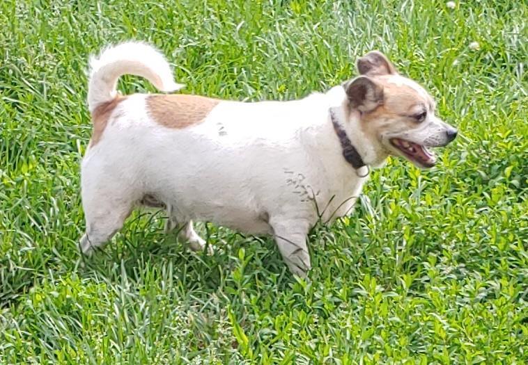 Buddy, an adoptable Jack Russell Terrier, Terrier in Oberlin, OH, 44074 | Photo Image 3