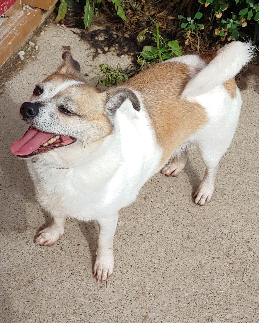 Buddy, an adoptable Jack Russell Terrier, Terrier in Oberlin, OH, 44074 | Photo Image 1