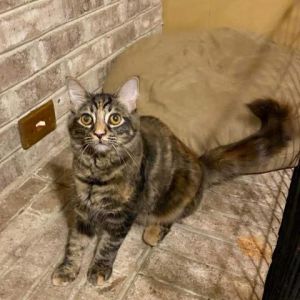 Cat For Adoption Lira A Domestic Long Hair In Winchester Va Petfinder petfinder