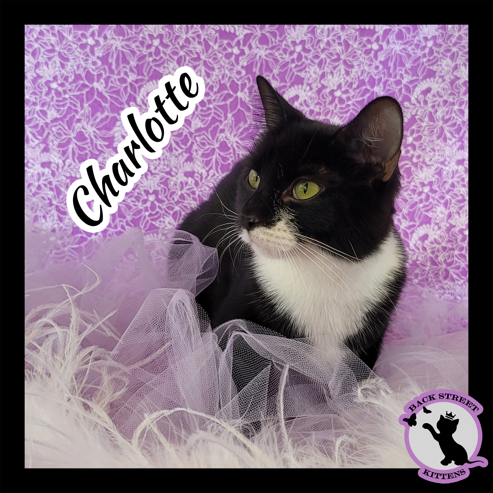 Charlotte, an adoptable Domestic Short Hair in Dacula, GA, 30019 | Photo Image 1