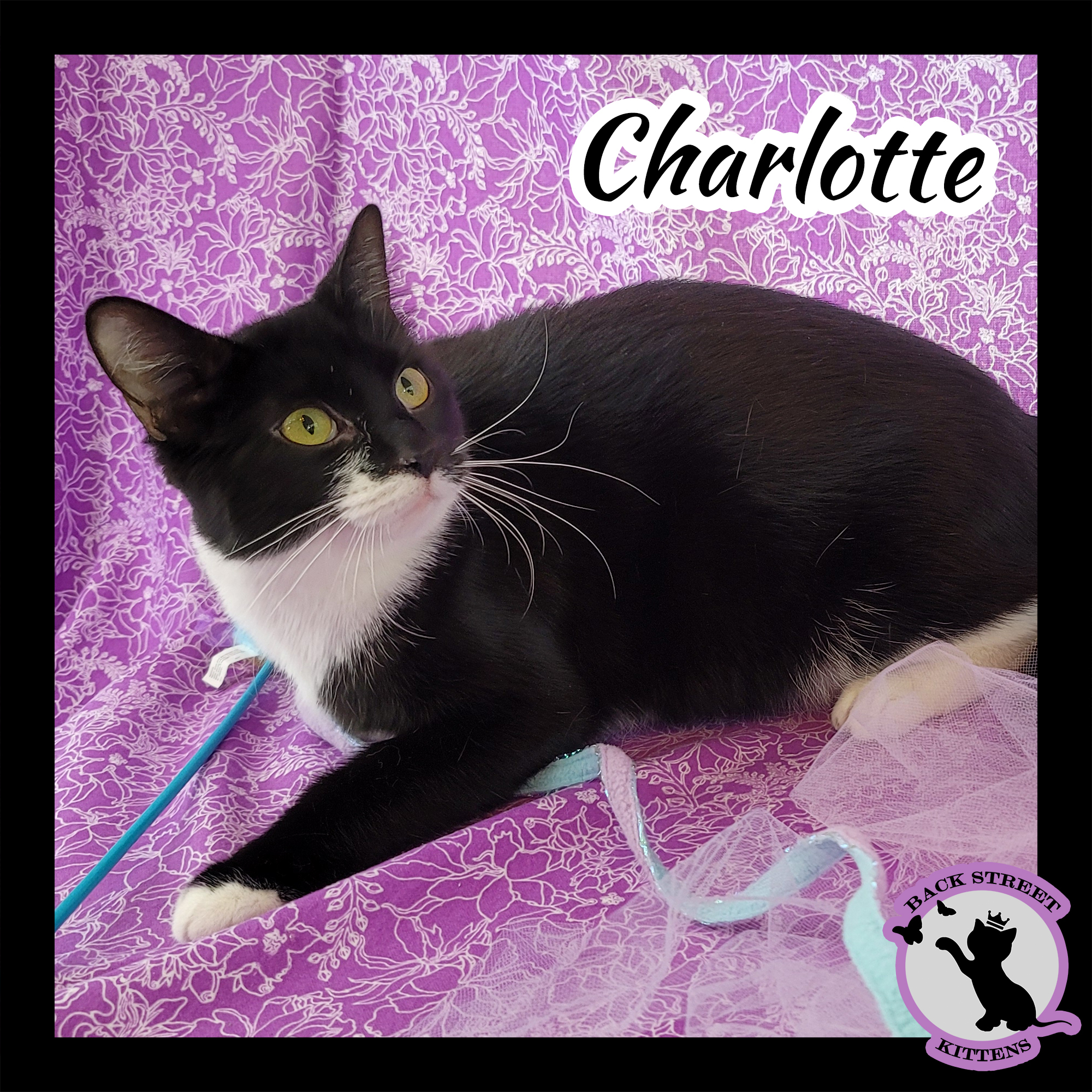 Charlotte, an adoptable Domestic Short Hair in Dacula, GA, 30019 | Photo Image 4