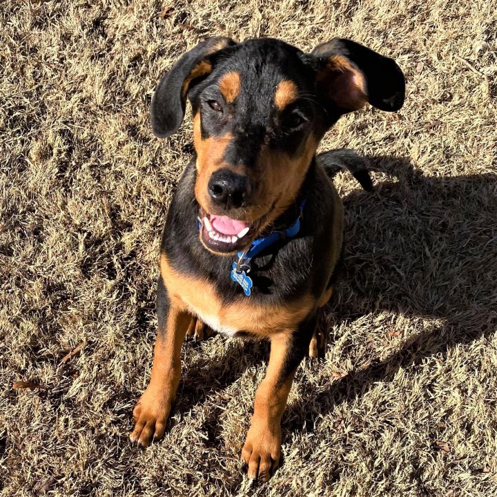 Comanche, an adoptable Rottweiler & Coonhound Mix in Oklahoma City, OK_image-2
