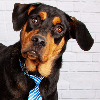 Comanche, an adoptable Rottweiler & Coonhound Mix in Oklahoma City, OK_image-1