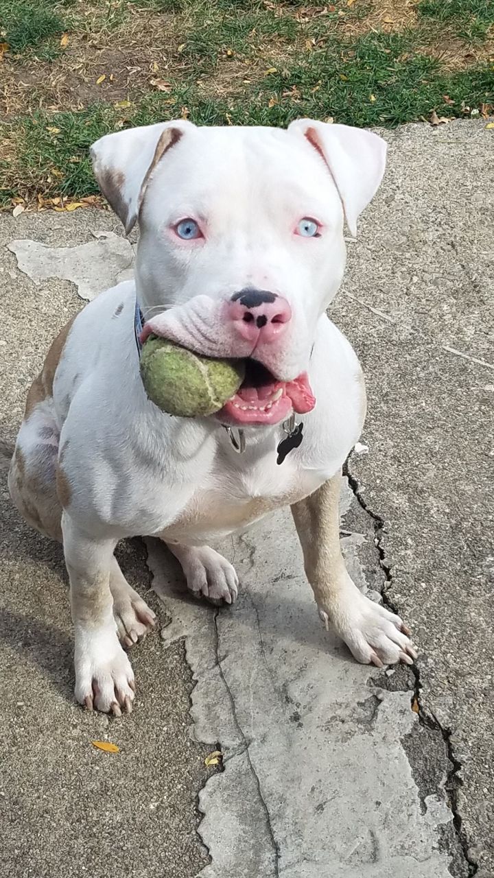 Dogo Argentino American Staffordshire Terrier Mix Embark