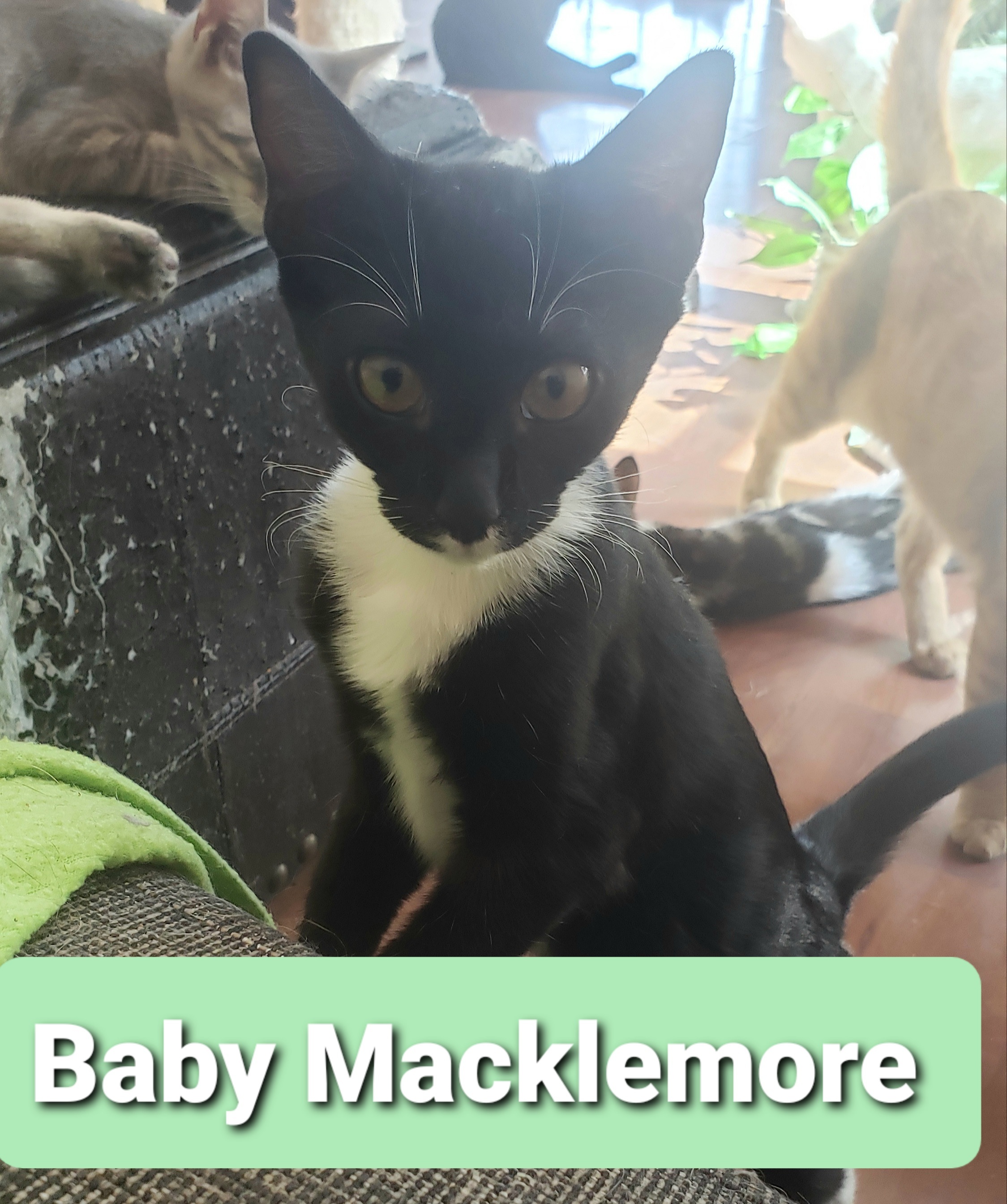 Baby Macklemore