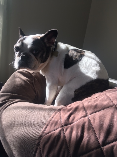 FRANKIE, a French Bulldog in Kent City 