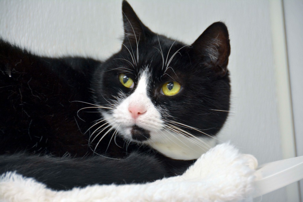 AMY 2, an adoptable Domestic Short Hair in New Bern, NC, 28563 | Photo Image 1