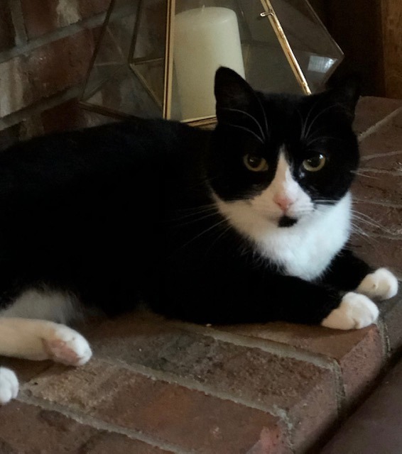 AMY 2, an adoptable Domestic Short Hair in New Bern, NC, 28563 | Photo Image 2