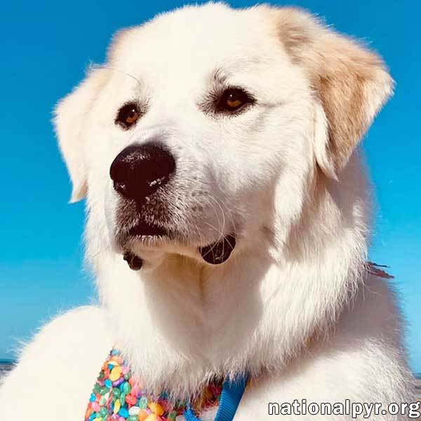 Charlie in MA - Sweet & Stunningly Handsome!, an adoptable Great Pyrenees in Brewster, MA, 02631 | Photo Image 1