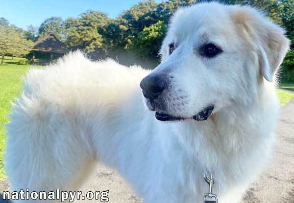 Charlie in MA - Sweet & Stunningly Handsome!, an adoptable Great Pyrenees in Brewster, MA, 02631 | Photo Image 2