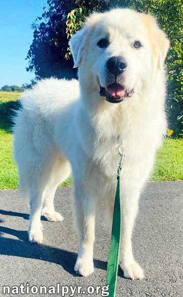 Charlie in MA - Sweet & Stunningly Handsome!, an adoptable Great Pyrenees in Brewster, MA, 02631 | Photo Image 3
