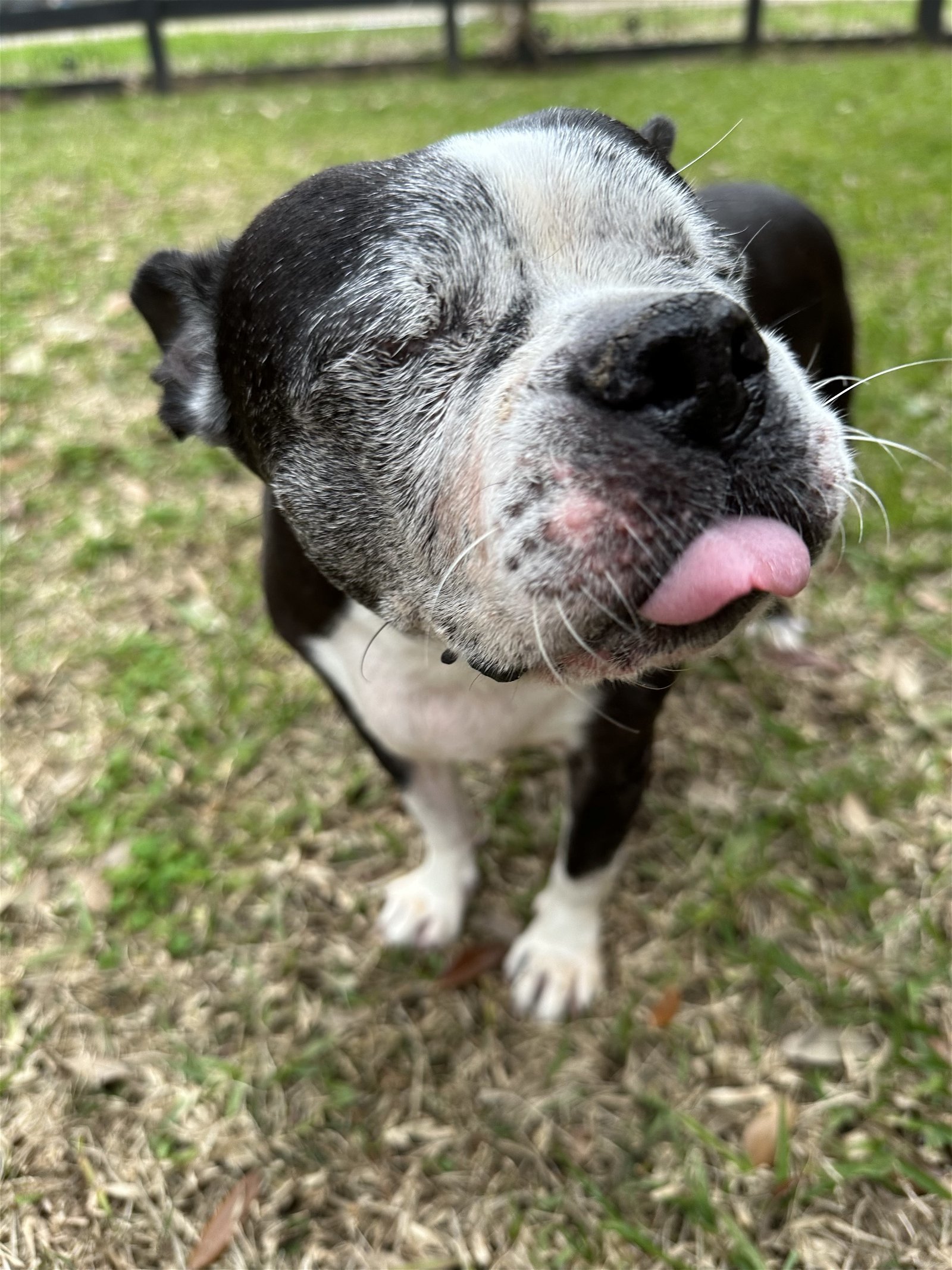 Dog for adoption Beauty, a Boston Terrier in Plano, TX