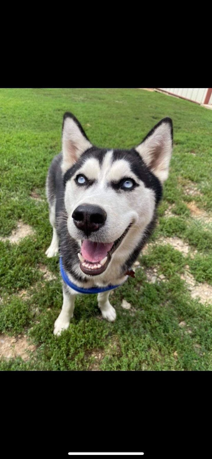 Nala, an adopted Husky Mix in South Charleston, OH_image-1