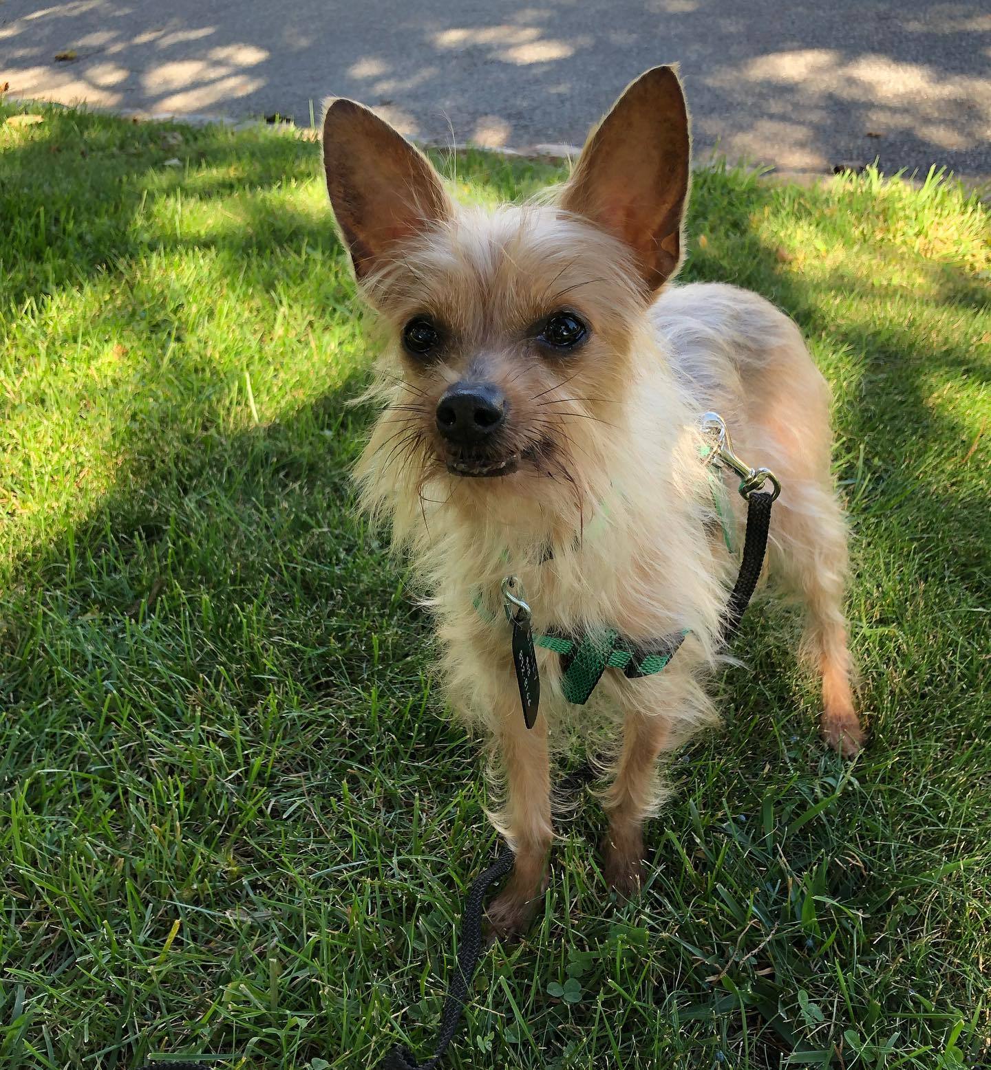 chinese crested yorkie mix
